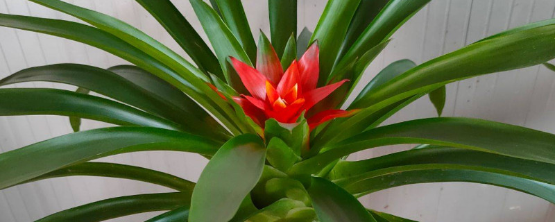 鴻運(yùn)當(dāng)頭春季秋季施什么肥