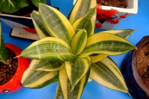 虎皮蘭夏天怎么養(yǎng)護