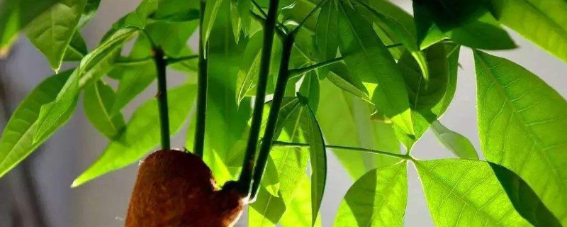 發(fā)財(cái)樹老樁怎么發(fā)新芽