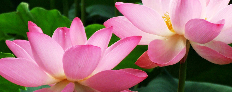 荷花養(yǎng)殖要幾個(gè)小時(shí)光照