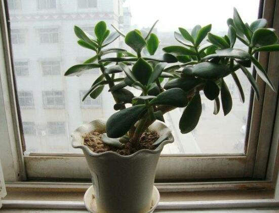 玉樹可以放在室內(nèi)嗎，小心碰觸導(dǎo)致瘙癢、腫痛(有毒)