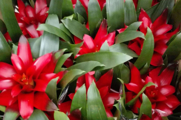 鴻運(yùn)當(dāng)頭一般能活多久