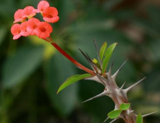 虎刺梅的養(yǎng)殖方法，老農(nóng)總結(jié)六大最實(shí)用基本養(yǎng)殖技巧