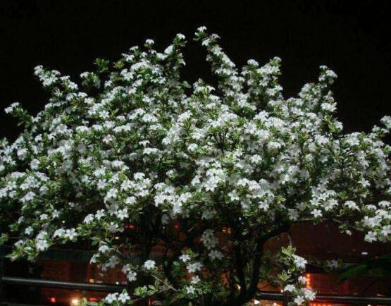 六月雪如何養(yǎng)，老農(nóng)總結(jié)最實(shí)用六大基本養(yǎng)殖方法