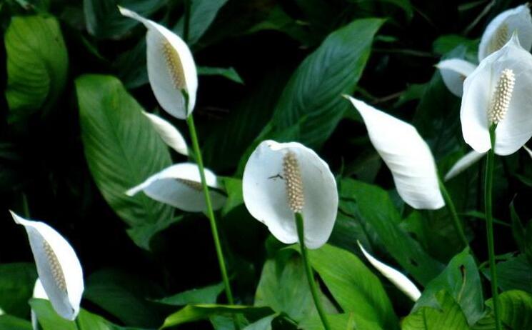 一帆風(fēng)順花葉子發(fā)黃怎么辦，及時采光施肥可以挽救葉子發(fā)黃