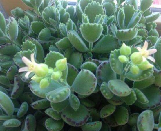 熊童子什么時候開花，基本上都是在夏末秋初開花