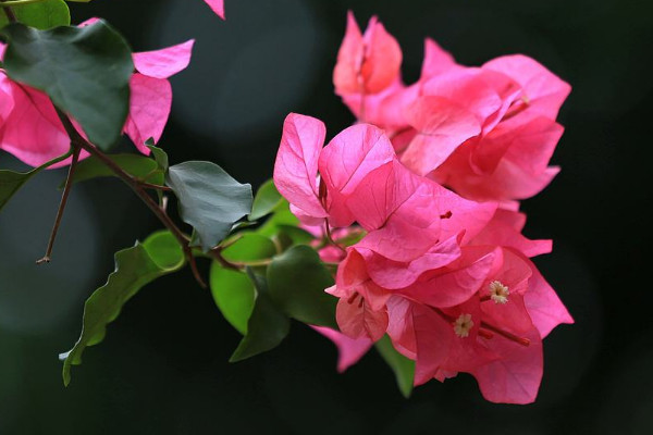 三角梅用辦法開(kāi)花最快