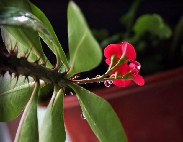 虎刺梅開(kāi)花有毒嗎，有毒/家中有小孩的最好不要栽種