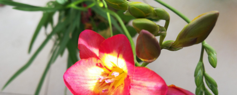 長(zhǎng)壽花開花花敗后怎么養(yǎng)