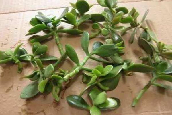 玉樹爛根了怎么辦該如何挽救，原因以及解決方法