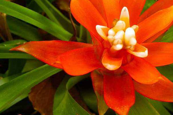 鴻運(yùn)當(dāng)頭和紅掌哪個(gè)適合家里養(yǎng)