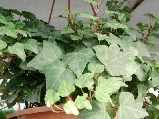 常春藤晚上能放臥室嗎，能/凈化空氣、舒緩身心、擋煞驅(qū)煞