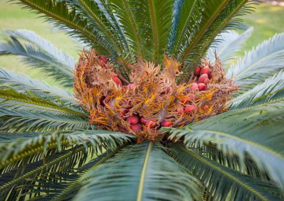 鐵樹果的功效與作用，化濕降濁、健脾和胃、去痰止咳