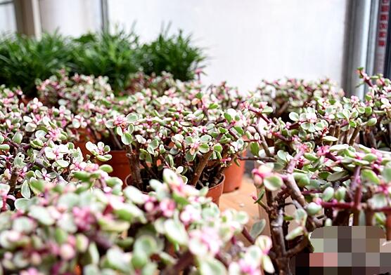 雅樂(lè)之舞怎么澆水，做到澆則澆透原則/忌積水