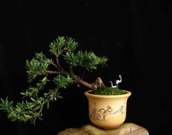 羅漢松風(fēng)水學(xué)和寓意，趨吉避兇，辟邪化煞