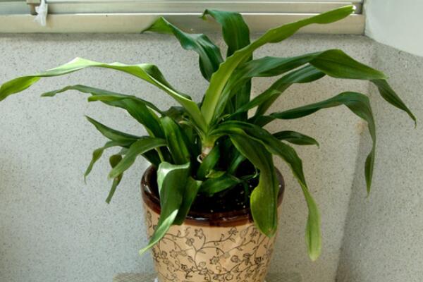 萬年青怎么養(yǎng)，萬年青養(yǎng)殖5大要點