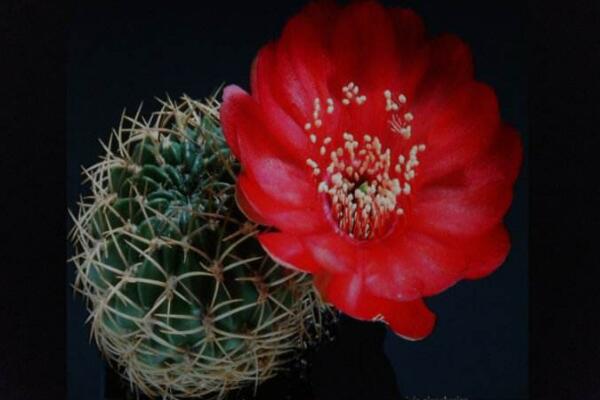 仙人掌花語象征與寓意，象征著堅強、剛毅的愛情