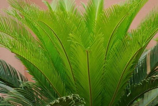 鐵樹什么時(shí)候長(zhǎng)新葉，每年春秋時(shí)分生長(zhǎng)出2-3輪新葉