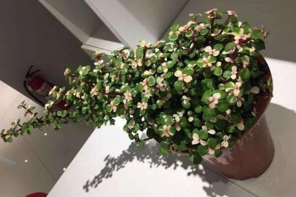 多肉雅樂之舞怎么繁殖，扦插以及嫁接都可以進行繁殖