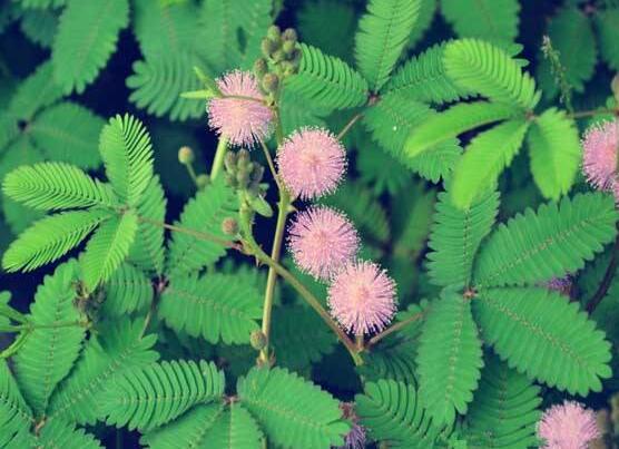 含羞草晚上會(huì)閉合嗎，會(huì)/屬于一種自然生長(zhǎng)澎壓現(xiàn)象