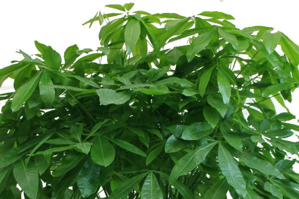 金錢樹和發(fā)財樹哪個好養(yǎng)