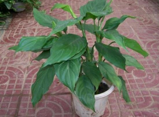 萬年青怎么繁殖，萬年青扦插方法圖解