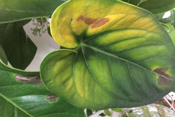 紅掌葉尖發(fā)黃怎么補(bǔ)救