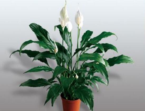 一帆風(fēng)順用什么肥料，一帆風(fēng)順施什么肥好