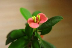 怎么讓虎刺梅開花，加強(qiáng)光照并保證養(yǎng)分充足