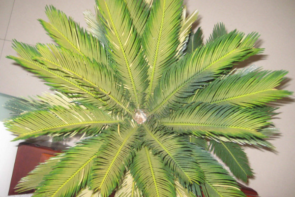 鐵樹養(yǎng)殖方法和注意事項(xiàng),澆水保證盆土見干見濕