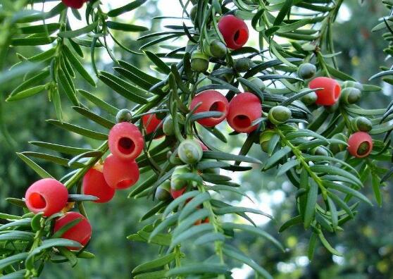 紅豆杉的品種，盤點(diǎn)中國紅豆杉五大品種