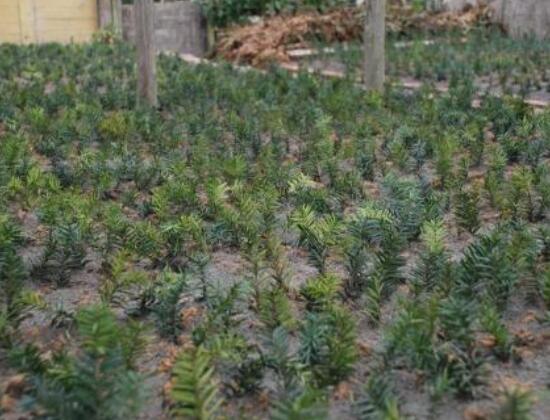 紅豆杉扦插繁殖方法，做好這五大方法便可生根發(fā)芽