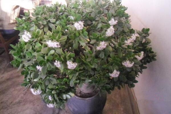 燕子掌會開花嗎，可以開花但是開花難度較高