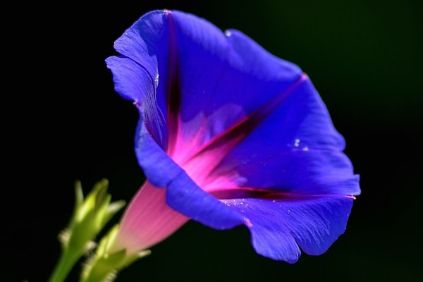 牽?；ㄓ惺裁醋饔? src="/nongye/d/file/20201223/3kjgw1pts51.jpg" / data-TWi7="wU01eA"></p>
<p data-mT8I="JZNFBK">
	牽?；ň哂姓陉幍淖饔?。牽牛花屬于藤蔓植株，人們?cè)诜N植牽?；〞r(shí)總會(huì)將其種植在涼亭、籬笆或者墻邊，等待牽?；ㄉL(zhǎng)成熟，爬滿涼亭后，其植株枝葉繁茂，可以遮擋陽(yáng)光的照射，所以牽?；ㄓ兄陉幍淖饔?。</p>
<p data-iWaU="8qjyGE">
	<strong data-rITO="O9sU5V">2、觀賞作用</strong></p>
<p data-VuPS="mASNNB">
	<img alt=