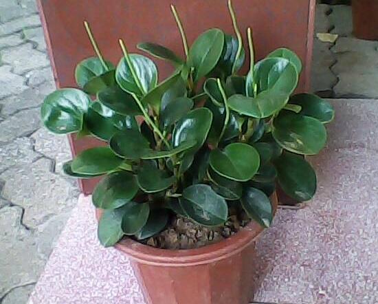 碧玉會開花嗎，碧玉什么季節(jié)開花(春季盛開)