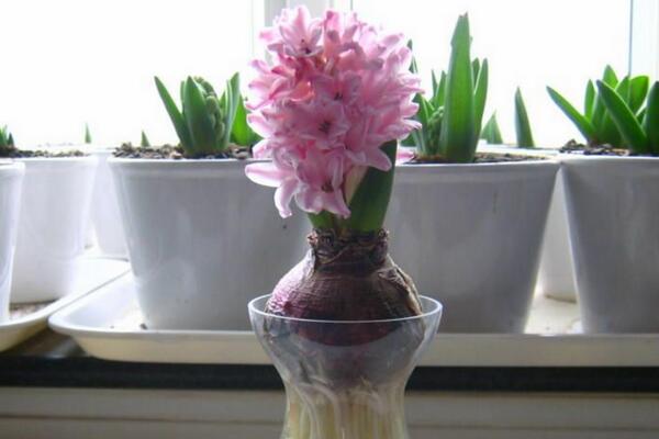 風(fēng)信子葉子發(fā)黃及處理技巧，4種原因以及處理方法