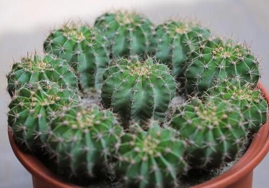 仙人球移栽注意事項(xiàng)，注意不可弄傷根系、及時(shí)消毒/土壤微濕潤