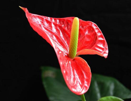 紅掌的作用有哪些，凈化空氣、陶冶情操、五行轉(zhuǎn)化