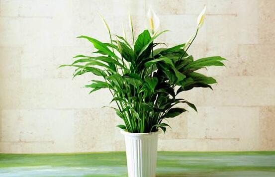 一帆風順用什么水澆，澆池塘水、淘米水生長最快