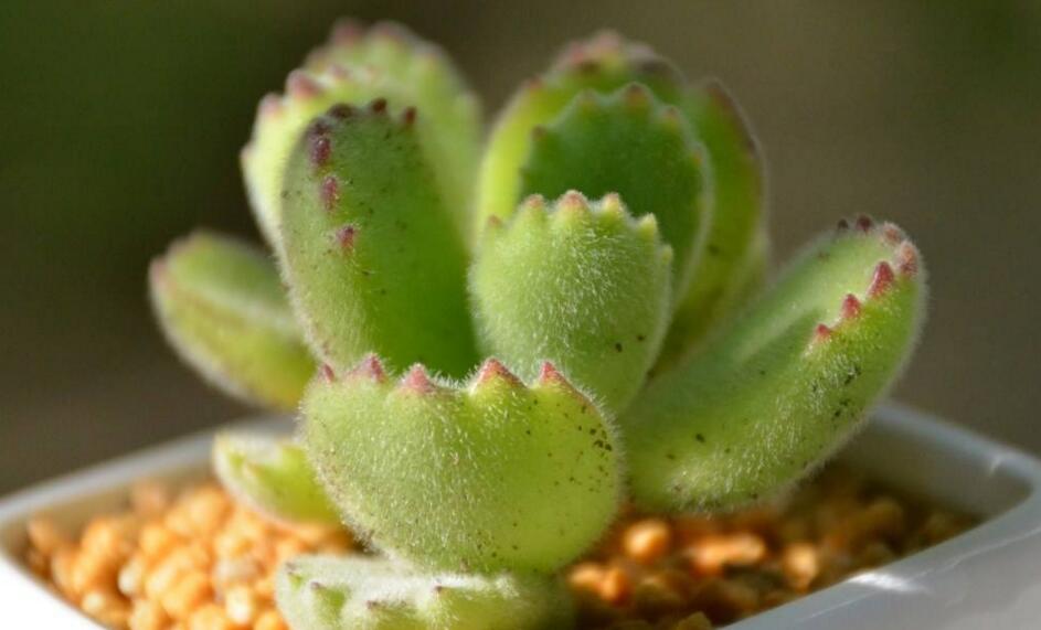 熊童子多久澆一次水，要根據季節(jié)的變化來澆水