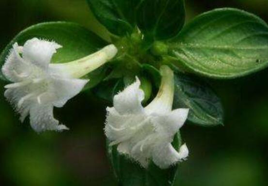 六月雪葉子軟了變黑怎么辦，教你兩種最直觀有效解決方法