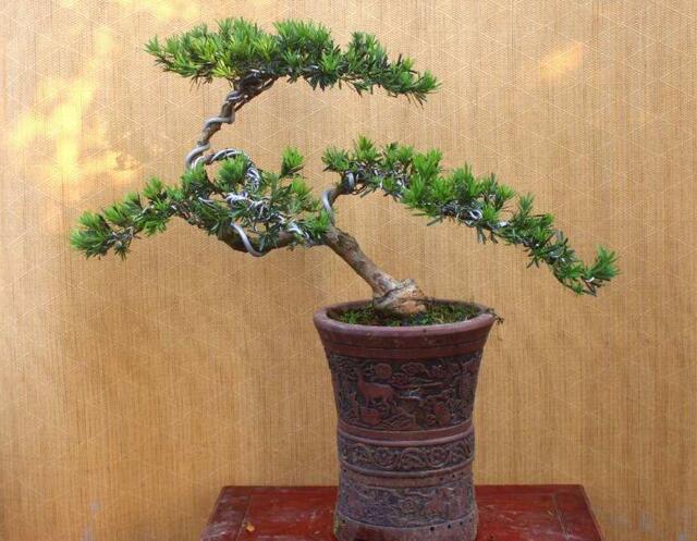 小葉羅漢松怎么養(yǎng)，掌握最佳的養(yǎng)殖方法最重要