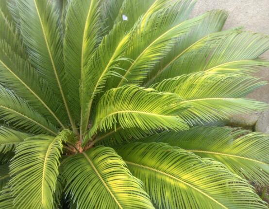 鐵樹葉子發(fā)黃怎么辦，鐵樹葉子發(fā)黃解決辦法