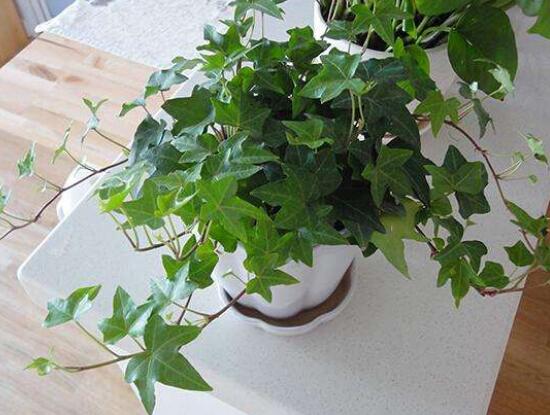 爬山虎和常春藤怎么區(qū)分，盤點(diǎn)三種區(qū)別方法(屬性/株型/生長(zhǎng)習(xí)性)