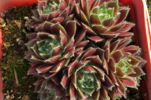 紫牡丹的養(yǎng)殖方法和注意事項(xiàng)