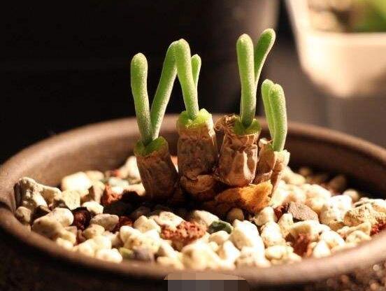 碧光環(huán)怎么播種，做好五個(gè)步驟三天快速發(fā)芽