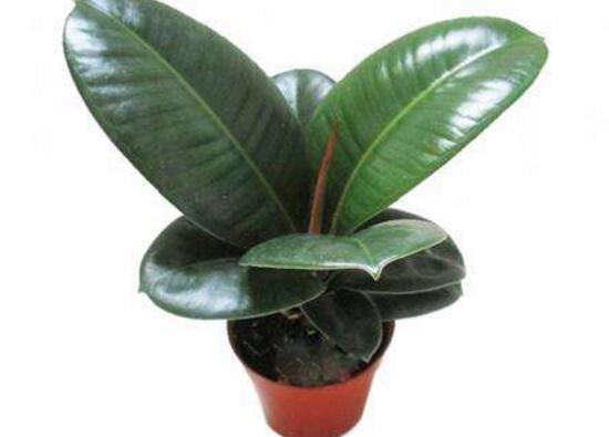 橡皮樹爛根什么原因，橡皮樹爛根怎么辦