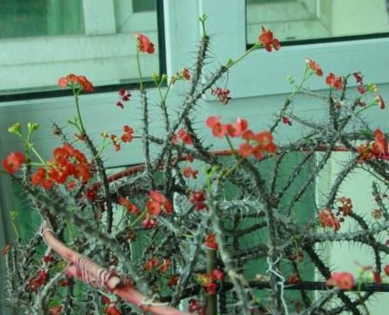 虎刺梅的繁殖方法，教你兩種最常用的繁殖方法(扦插與組培)