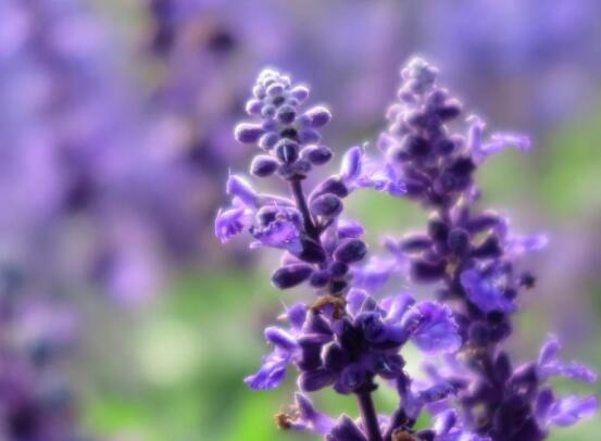 薰衣草精油的功效與用法，美容養(yǎng)顏、舒緩心情