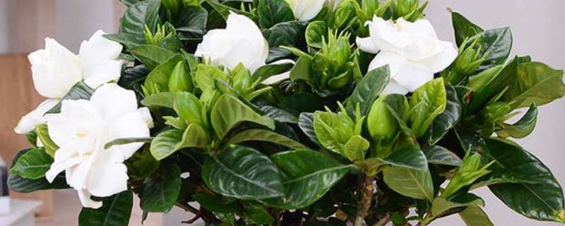 梔子花種子多久發(fā)芽